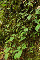 Anerincleistus sp., population on a vertical shaded cliff , Harau valley, West Sumatra