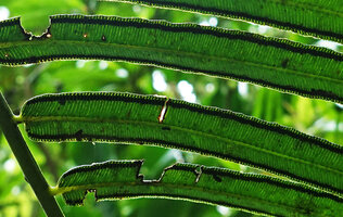 Angiopteris microura, sori, Imbu Rano, Kolombangara, Solomon Islands