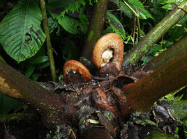 Angiopteris microura, stem apex and young emerging fronds, Imbu Rano, Kolombangara, Solomon Islands