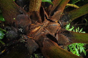 Angiopteris microura, stipules protecting apical bud and frond primordia, Imbu Rano, Kolombangara, Solomon Islands