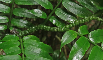 Angiopteris fokiensis, cucullate emergences along the zigzaging rachis, Bach Ma NP, 500 m asl, Hue, Vietnam