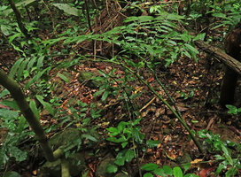 Angiopteris fokiensis,  rachis covered by cucullate emergences , Bach Ma NP, 500 m asl, Hue, Vietnam