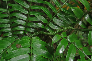 Angiopteris fokiensis,  zigzaging rachis covered by cucullate emergences , Bach Ma NP, 500 m asl, Hue, Vietnam