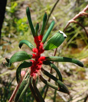 Anigizanthos manglesii, inflorescence, Perth, Western Australia