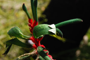 Anigizanthos manglesii, Perth, Western Australia