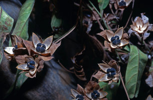 Aniseia martinicensis, open capsules, Venezuela