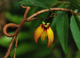 Annonaceae sp. flower, a woody climber in the forest undestory, Hinboun, Laos