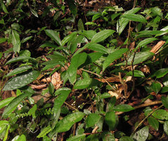 Anaxagorea luzonensis, dwarf subshrubby species, vegetative population due to root suckers, Khao Yai NP, Thailand