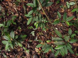 Anaxagorea luzonensis, dwarf subshrubby species, vegetative population, Khao Yai NP, Thailand
