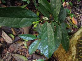 Anaxagorea luzonensis, early maturing fruits and flower buds, Khao Yai NP, Thailand