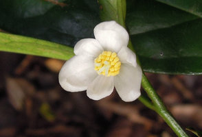 Anaxagorea luzonensis, flower, Khao Yai NP, Thailand