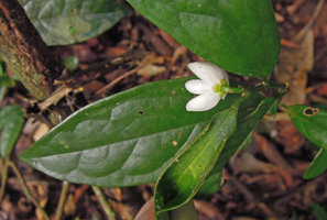 Anaxagorea luzonensis, sepals and petals,  Khao Yai NP, Thailand