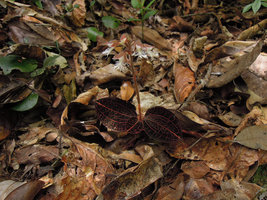 Anoectochilus albolineatus among dead leaves on forest floor, Fraser&#039;s Hill, Malaysia