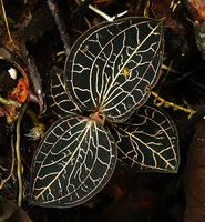 Anoectochilus monicae, cryptic among the dead canopy tree leaves on the forest floor, Kinabalu NP, 1500 m asl, Sabah, Borneo