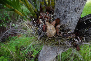 Ansellia africana, accumulation of dead leaf litter in the basket created by the upwards growing roots, Lupita island, Kipili, Lake Tanganyika, Tanzania