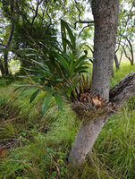 Ansellia africana as a low epiphyte, Lupita island, Kipili, Lake Tanganyika, Tanzania