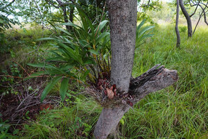 Ansellia africana, low epiphyte in open forest along the lake shore, Lupita island, Kipili, Lake Tanganyika, Tanzania