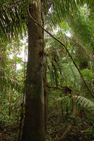 Anthurium sp, an epiphytic species with strap hanging leaves, Iquitos, Peru