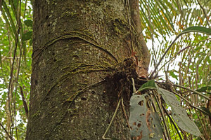 Anthurium sp, an epiphytic species with strap hanging leaves, roots appressed to the trunk bark surface, Iquitos, Peru