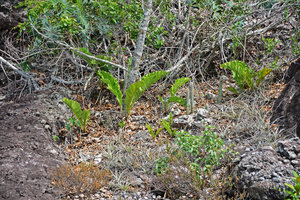 Anthurium affine population on rocks in full sun, Chapada Diamantina, Brésil