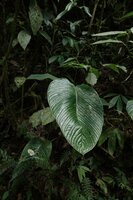 Anthurium amoenum, leaf, El Pahuma Orchid reserve, Pichincha, Ecuador