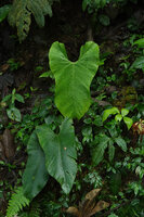 Anthurium bernalii, Mashpi FR, Pichincha, Ecuador