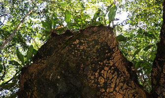 Anthurium bonplandii at the top of a table sandstone  pillar, detail, Presidente Figueiredo, Manaos, Amazonas, Brazil