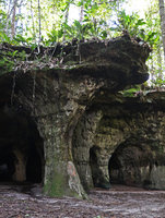 Anthurium bonplandii at the top of a table sandstone  pillar, Presidente Figueiredo, Manaos, Amazonas, Brazil