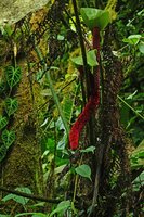 Anthurium cf. dolichostachyum, infructescence, Mashpi FR, Ecuador.