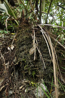Anthurium cf. parvispathum, a karst dwelling species with a dense mat or roots accumulating and fixing humus, Chicaman, Quiche, Guatemala
