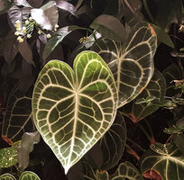 Anthurium clarinervium on the Living Canyon vertical garden by Patrick Blanc echoing the Universe of Water Particles by TeamLab, Ginza Six, Tokyo