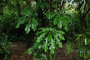 Anthurium clavigerum, La Selva, Costa Rica