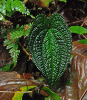 Anthurium clidemioides, bullate leaves enhancing light capture in deep shade, La Selva, Costa Rica