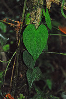 Anthurium clidemioides climbing along a tree trunk, La Selva, Costa Rica