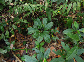 Anthurium croatii growing on forest floor, Inkaterra, Madre de Dios, Peru