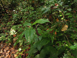 Anthurium croatii, Inkaterra, Madre de Dios, Peru