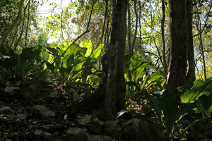 Anthurium cubense population on limestone rocks, Las Terrazas, Cuba