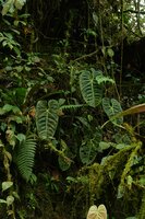 Anthurium esmeraldense, Mashpi FR, Pichincha, Ecuador.
