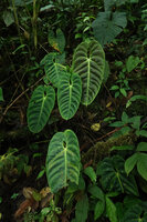 Anthurium esmeraldense on vertical earth bank along a forest stream, Mashpi FR, Pichincha, Ecuado