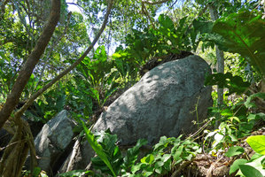 Anthurium fendleri, saxicolous population in dry coastal forest,Tayrona NP, Magdalena, Colombia