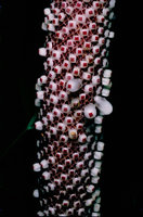 Anthurium hookeri, berries compressed and expulsed at maturity from the spadix, frugivorous birds dispersing the seeds, Basse Terre, Guadeloupe.jpeg