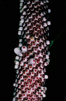 Anthurium hookeri, Guadeloupe