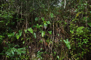 Anthurium lucens on vertical rock bank habitat, Chiquibul NP, Belize