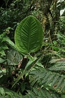 Anthurium ovatifolium, erect leaf blade, El Pahuma Orchid reserve, Pichincha, Ecuador