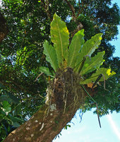 Anthurium sp. bird nest, epiphytic, Osa, Costa Rica