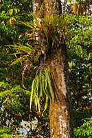Anthurium sp. with pendant leaves, Osa, Costa Rica
