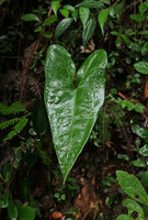 Anthurium acutum, Sao Bonifacio, Santa Catarina, Brazil