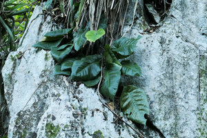Anthurium venosum on its shaded vertical limestone cliff of the mogotes, Valle de Vinales, Cuba