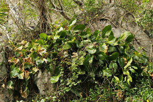 Anthurium venosum on limestone rock of the mogotes, Valle de Vinales, Cuba