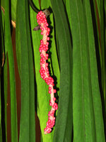 Anthurium vittariifolium, infructescence at Siam Paragon Vertical Garden by Patrick Blanc, Bangkok